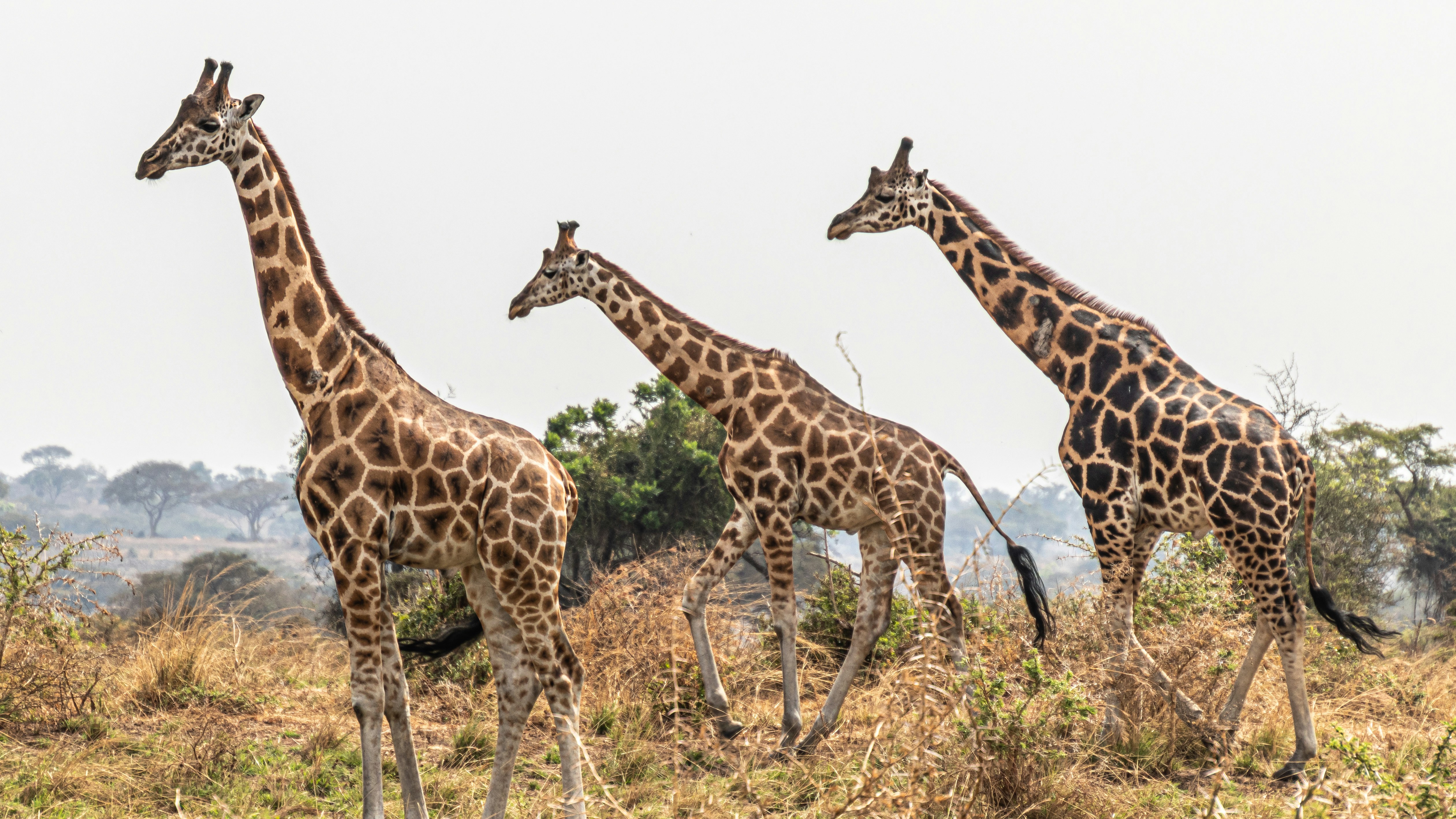 East Africa Tourist Visa